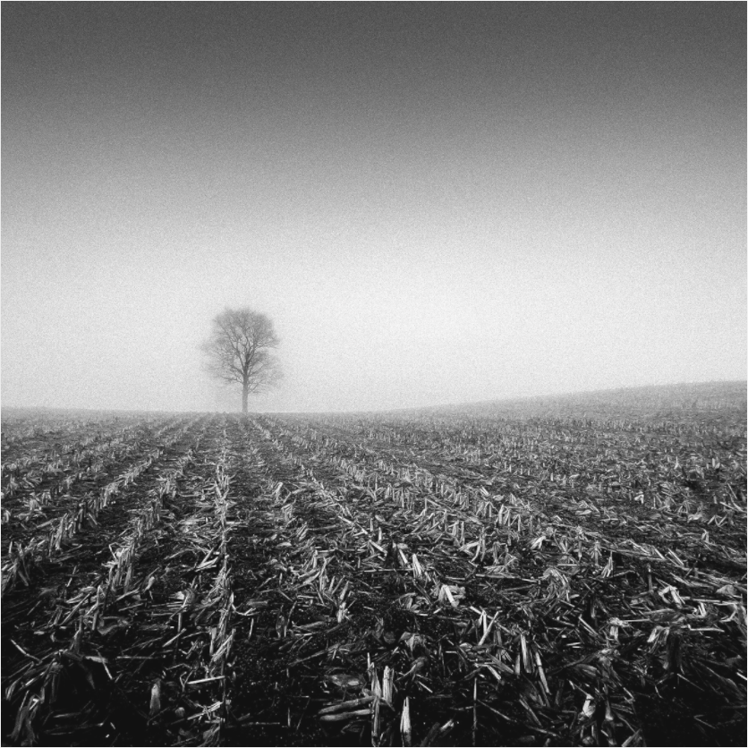 Black and white photograph of clustered trees in a wide field—minimalist rural composition evoking unity, rhythm, and contemplative quiet.