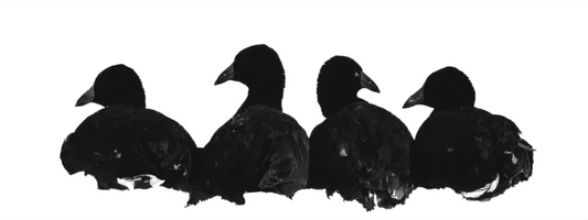 Black and white photograph of four coots gliding across still water—minimalist wildlife composition evoking balance, quiet rhythm, and reflection.