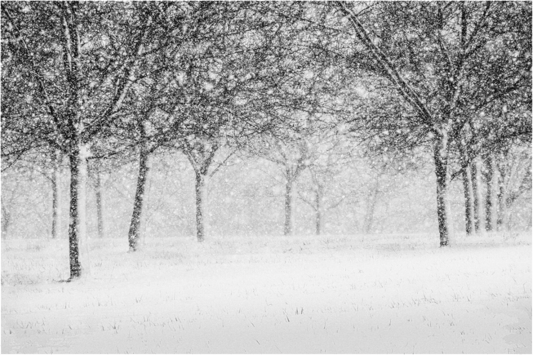 Black and white photograph of orchard trees in snow—minimalist winter scene emphasizing line, calm, and the repetition of nature.