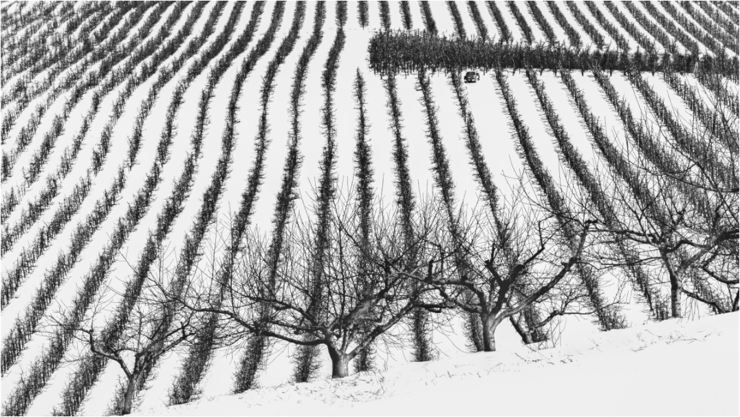 Black and white photograph of orchard rows in winter—repetitive geometry and bare branches create a quiet study in seasonal change and rural symmetry.