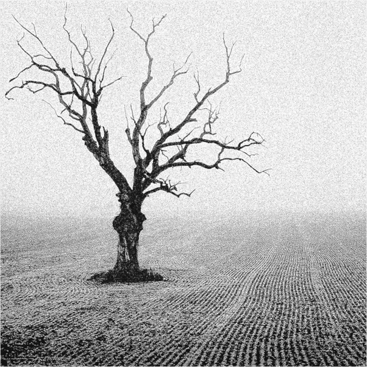 Black and white photograph of a leafless tree in a harvested field—minimalist composition evoking solitude, mortality, and timeless resilience.