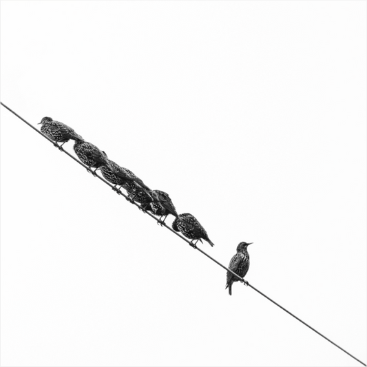 Black and white photograph of birds perched in a line—minimalist composition evoking balance, restraint, and quiet structure.