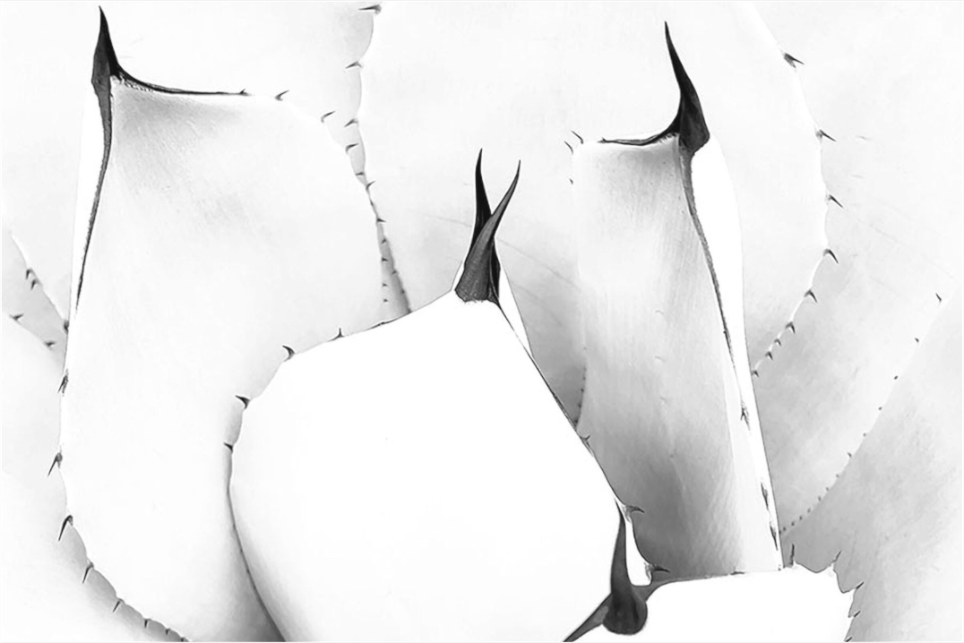 Black and white photograph with strong central geometry—urban abstraction in light and shadow, expressing balance, tension, and design.
