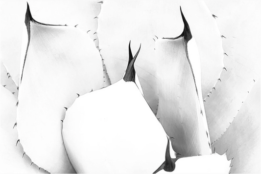 Black and white photograph with strong central geometry—urban abstraction in light and shadow, expressing balance, tension, and design.

