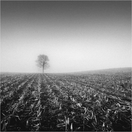 Black and white photograph of clustered trees in a wide field—minimalist rural composition evoking unity, rhythm, and contemplative quiet.
