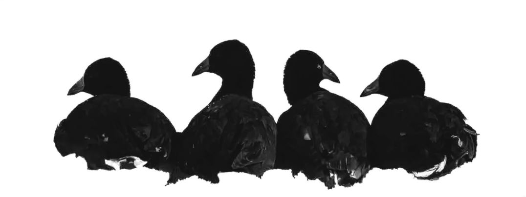 Black and white photograph of four coots gliding across still water—minimalist wildlife composition evoking balance, quiet rhythm, and reflection.
