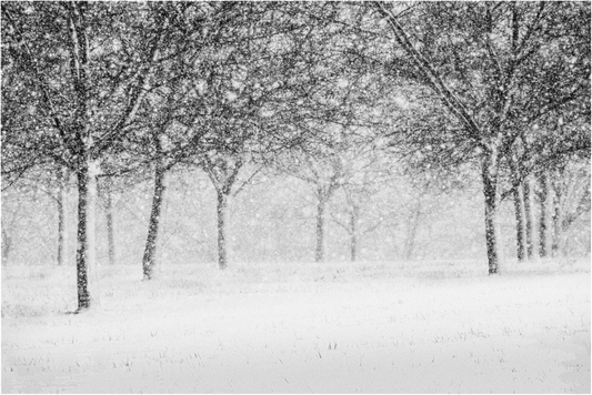 Black and white photograph of orchard trees in snow—minimalist winter scene emphasizing line, calm, and the repetition of nature.
