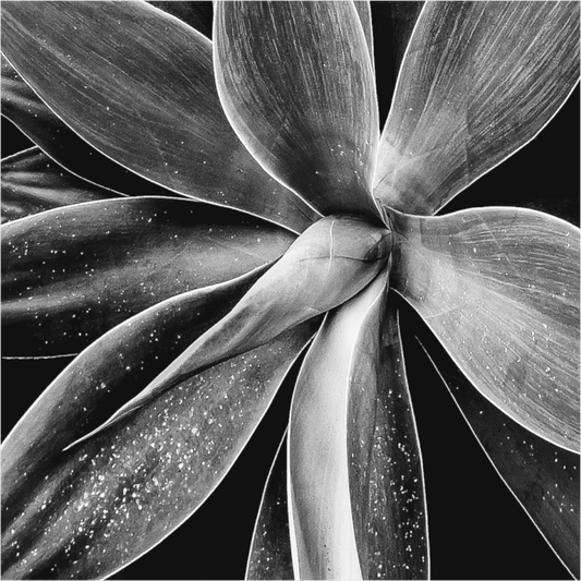 Black and white photograph of abstract light on a sidewalk—minimalist urban image evoking movement, fleeting contrast, and spatial stillness.
