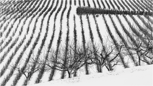 Black and white photograph of orchard rows in winter—repetitive geometry and bare branches create a quiet study in seasonal change and rural symmetry.
