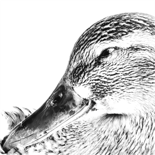 Black and white photograph of a solitary duck on calm water—minimalist wildlife image evoking quiet balance, stillness, and gentle movement.
