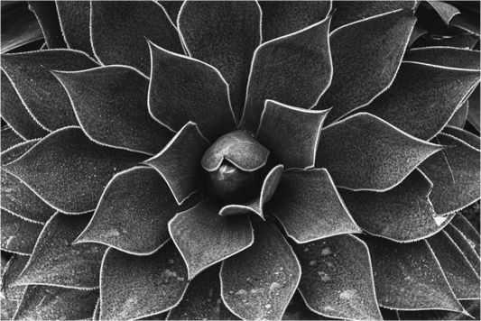 Black and white photograph of pavement or shadowed ground in Santa Monica—minimalist urban composition highlighting form, tone, and balance.
