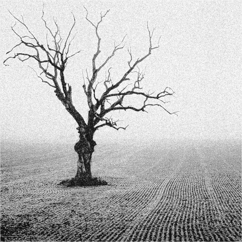 Black and white photograph of a leafless tree in a harvested field—minimalist composition evoking solitude, mortality, and timeless resilience.
