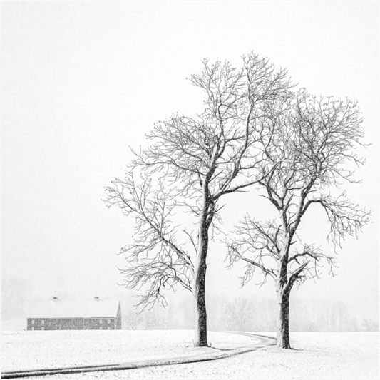 Black and white photograph of two bare trees and a distant barn in snow—minimalist rural landscape evoking symmetry, isolation, and calm.
