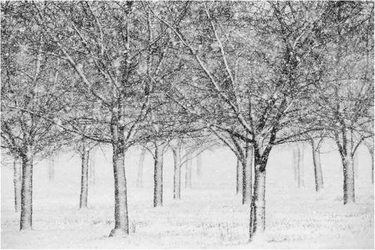 Black and white photograph of closely spaced orchard trees—minimalist winter landscape conveying rhythm, stillness, and visual order.
