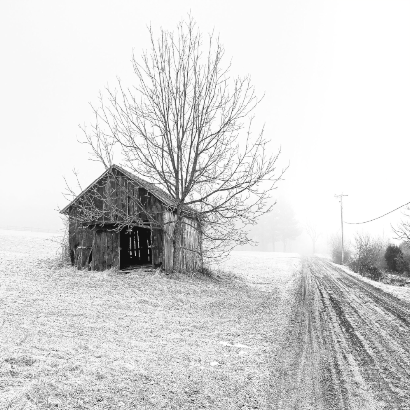 Black and white photograph of two trees leaning together—expressing subtle emotional gravity through gesture and form.
