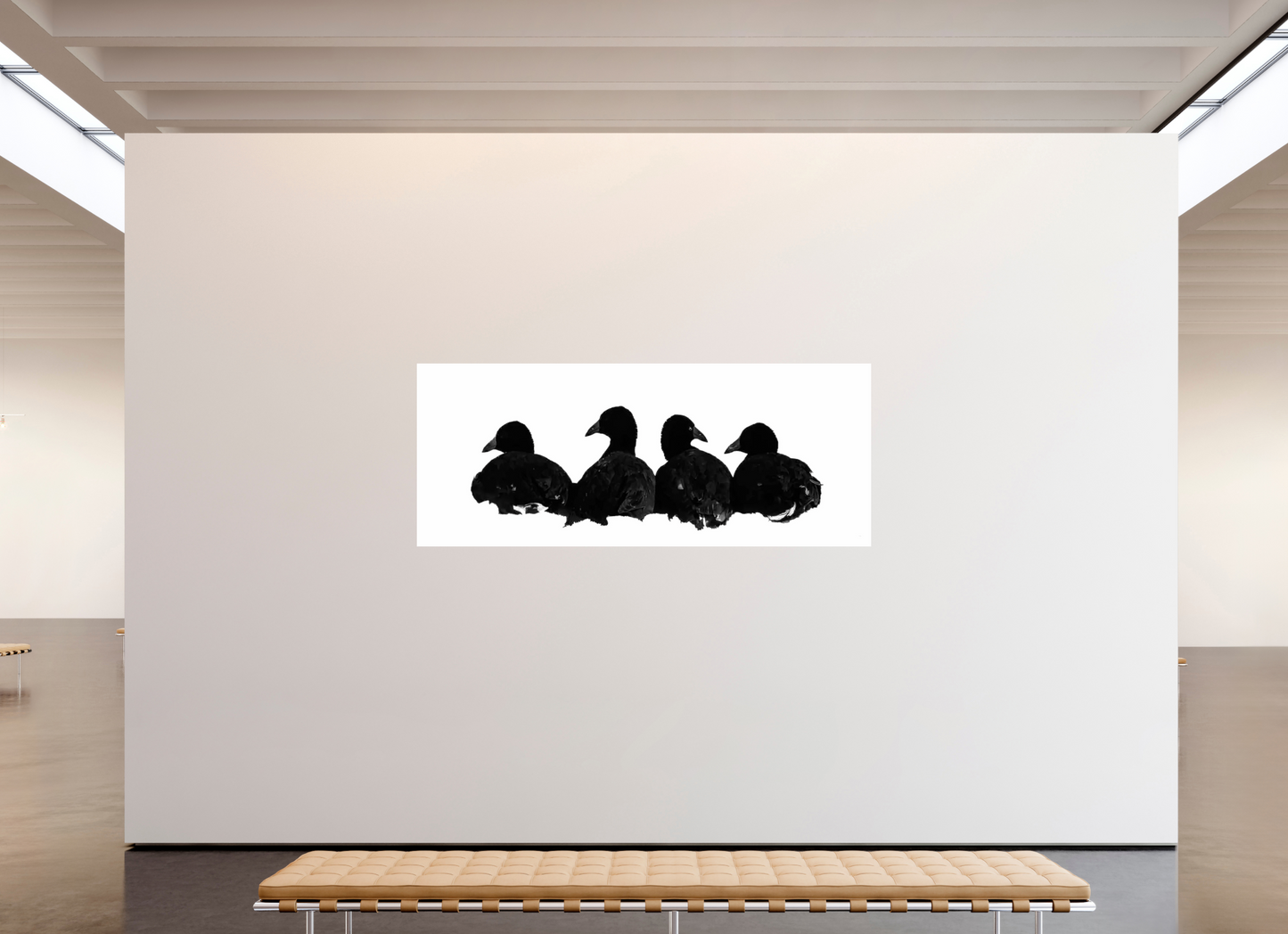 Coot Quartet