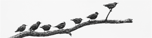 Black and white photograph of birds perched in a rising line on curved branches—minimalist wildlife image evoking leadership, balance, and motion paused.
