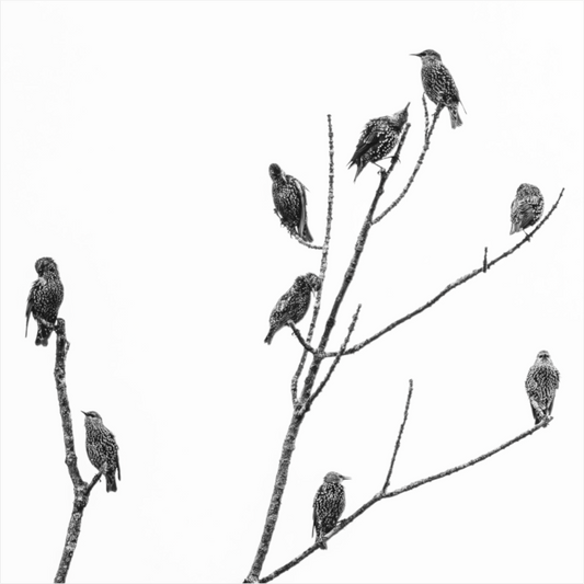 Black and white photograph of delicate plant stems—minimalist botanical image evoking quiet balance and spatial tension.
