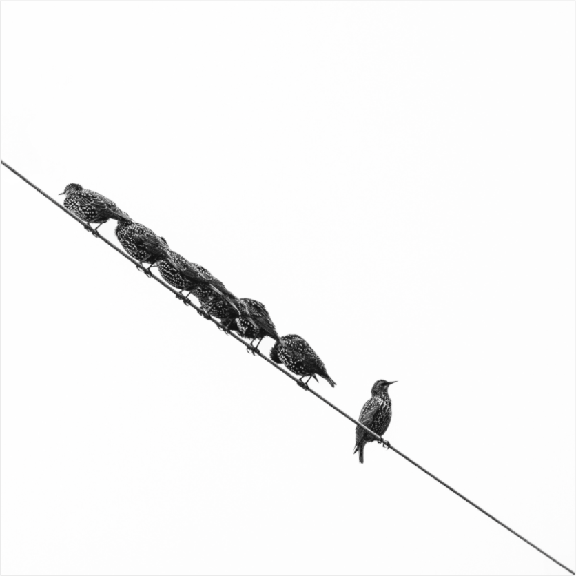 Black and white photograph of birds perched in a line—minimalist composition evoking balance, restraint, and quiet structure.
