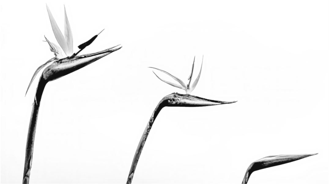 Black and white photograph of three birds of paradise blossoms—high-key botanical image with architectural balance and sculptural clarity.
