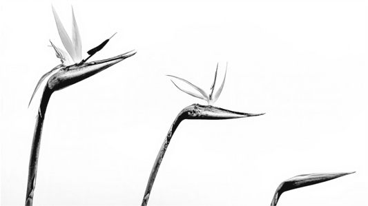 Black and white photograph of three birds of paradise blossoms—high-key botanical image with architectural balance and sculptural clarity.
