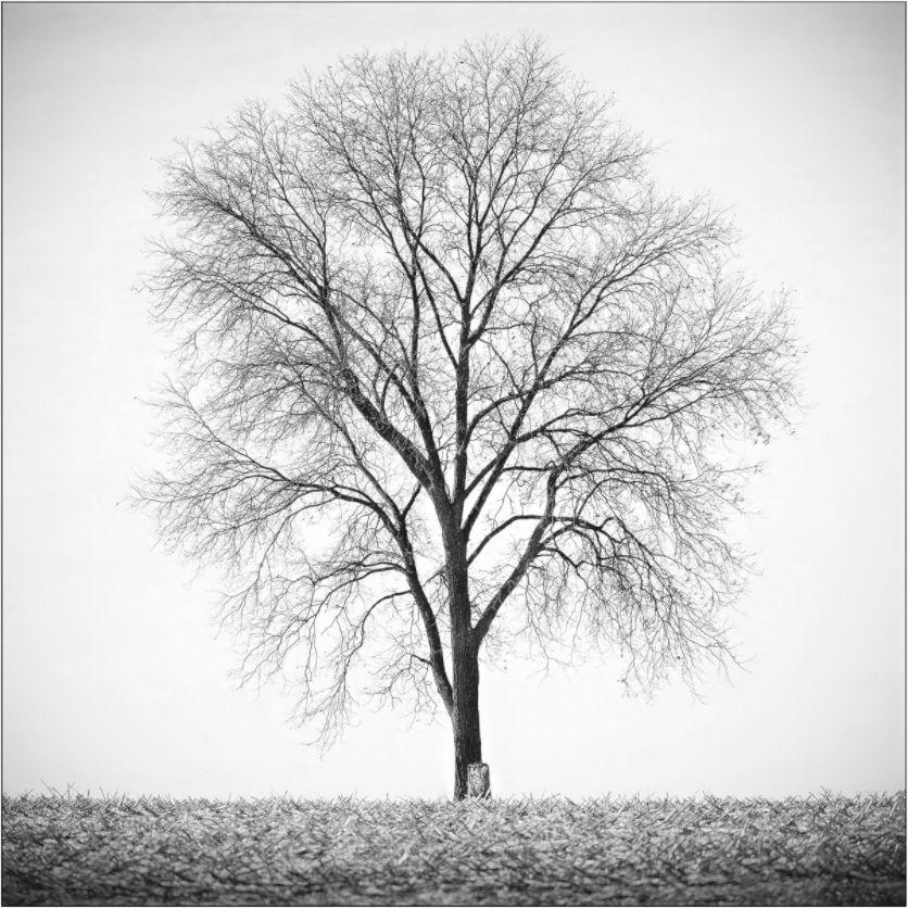 Black and white photograph of a bare winter tree with a cut stump nearby—minimalist composition reflecting loss, continuity, and renewal.

