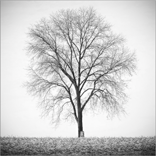 Black and white photograph of a bare winter tree with a cut stump nearby—minimalist composition reflecting loss, continuity, and renewal.
